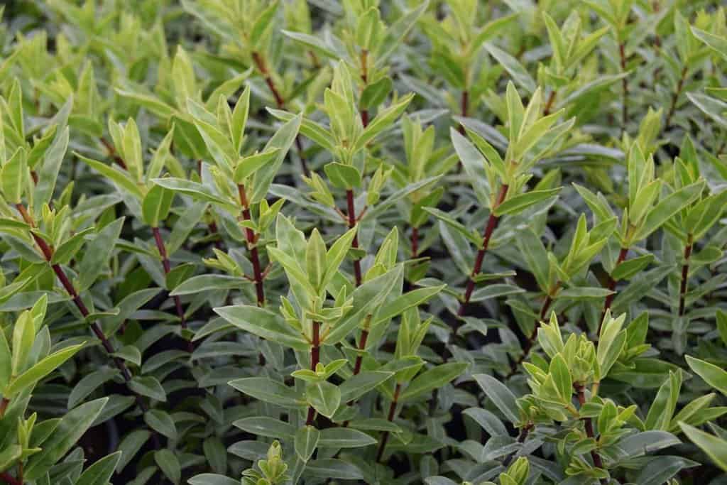 Hebe 'Sapphire' 20-30 cm